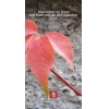 Nel fiato umido dell’autunno
